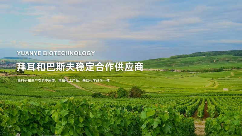 原料药CDMO与CMO：揭秘两者间的本质差异